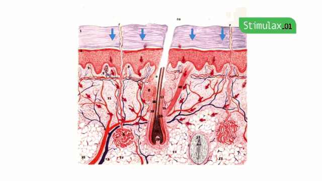 Animation of Blood reactivation flow with PMS01